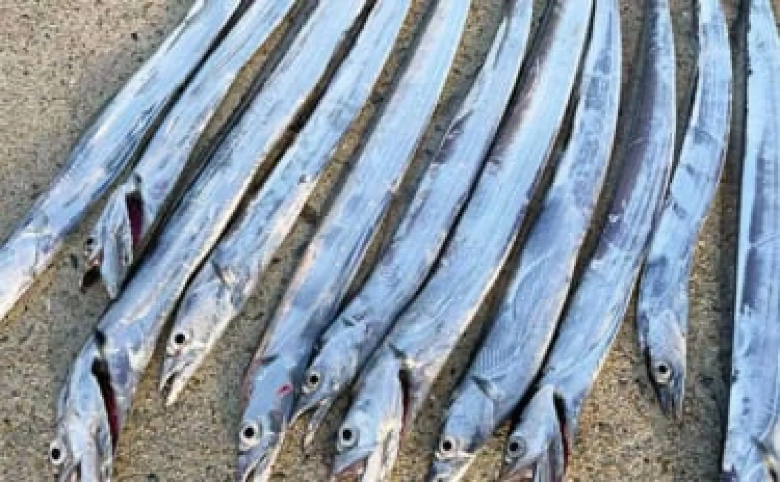 ショアジギングでタチウオ14尾【熊本・上天草】メタルバイブとジグで連続ヒット