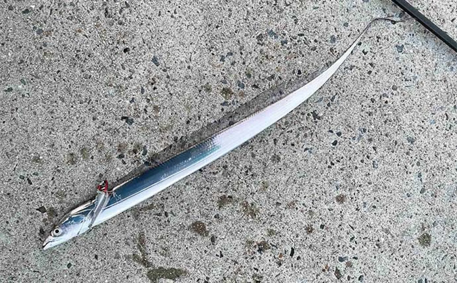 ショアジギングでタチウオ14尾【熊本・上天草】メタルバイブとジグで連続ヒット