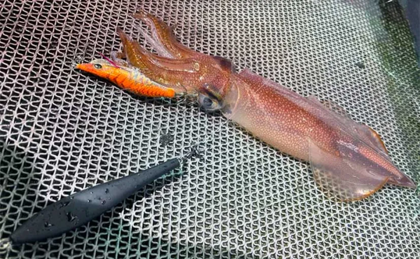 イカメタル釣行でヤリイカ57杯【福岡・PONTOS幸雅丸】赤白カラーが当たり？