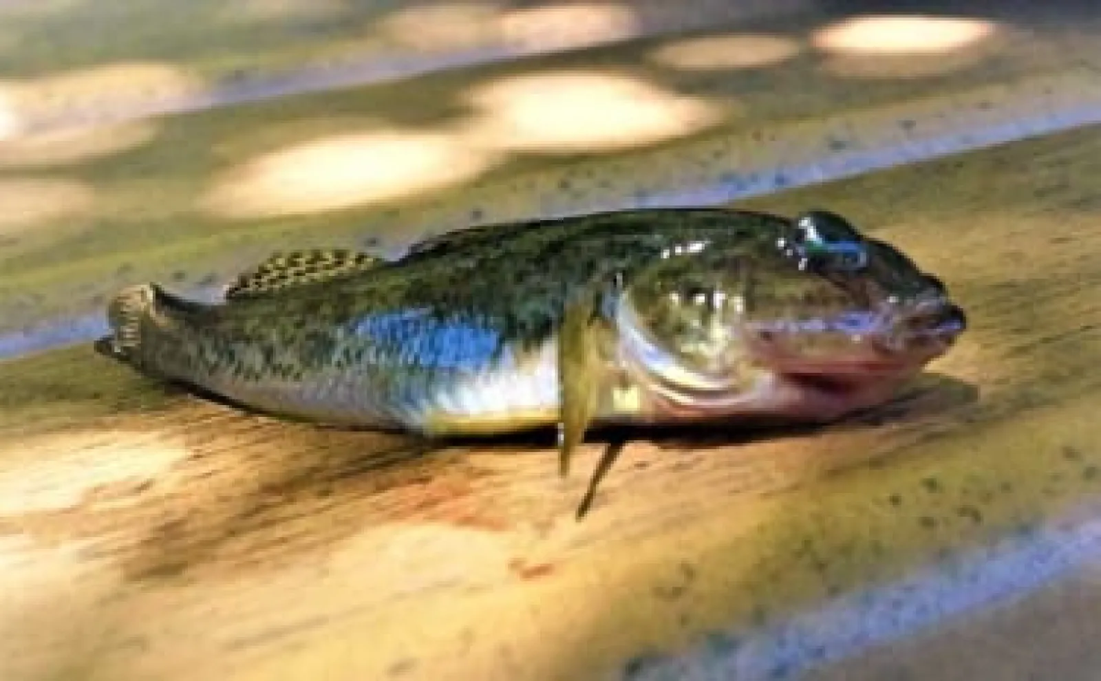 トーキョーマハゼ 川釣り竿 ハッピーハゼツリ 150 粘り強く