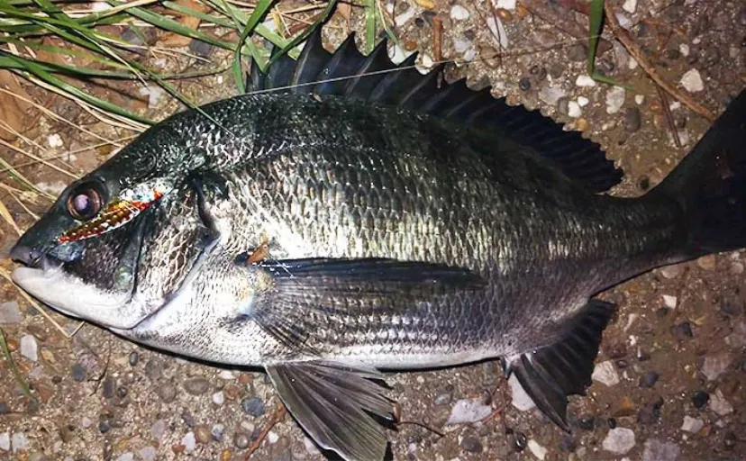 河川のクロダイをルアーで釣る方法 【ポイント選び・使用ルアー・昼と夜の釣り方】