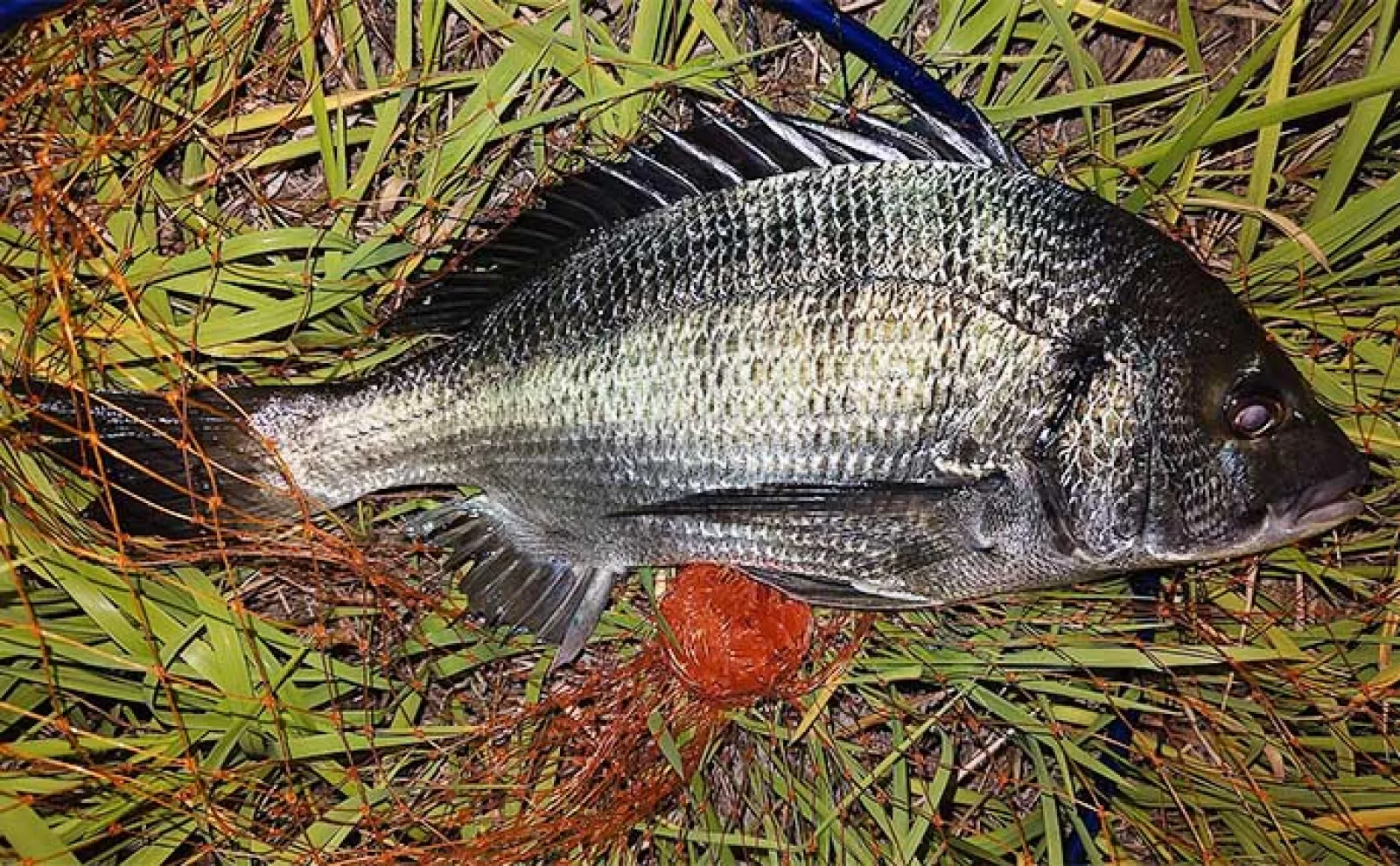 河川のクロダイをルアーで釣る方法 【ポイント選び・使用ルアー・昼と夜の釣り方】