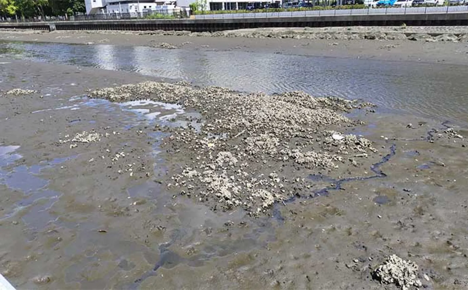 河川のクロダイをルアーで釣る方法 【ポイント選び・使用ルアー・昼と夜の釣り方】