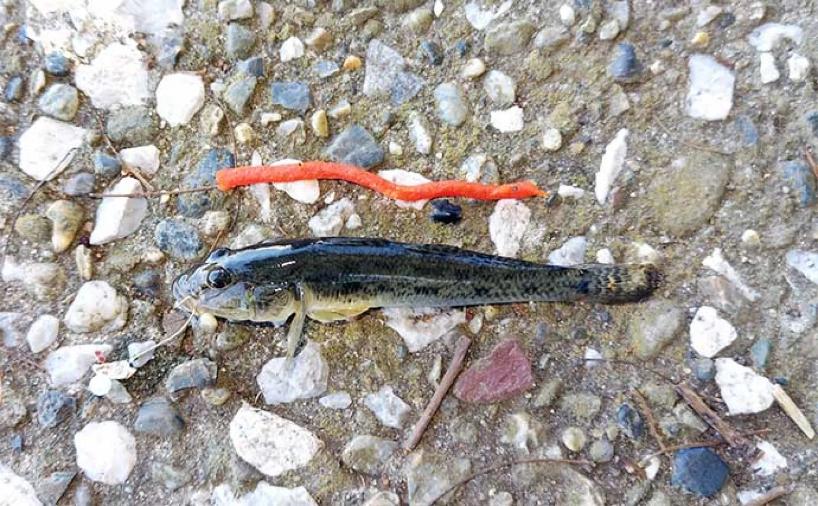 河川のクロダイをルアーで釣る方法 【ポイント選び・使用ルアー・昼と夜の釣り方】