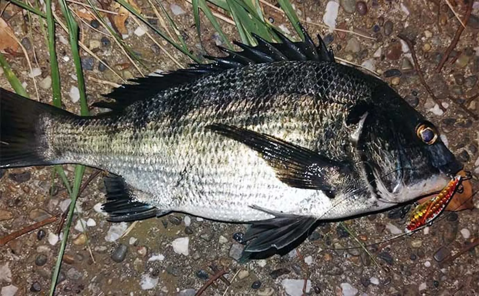 河川のクロダイをルアーで釣る方法 【ポイント選び・使用ルアー・昼と夜の釣り方】