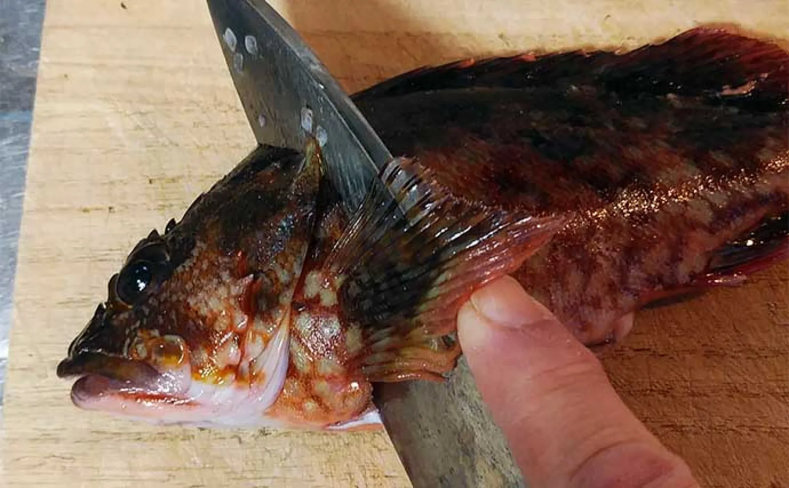 釣魚で作る「ズボラ&時短」レシピ:アラカブのマリネ タマネギがアクセントに