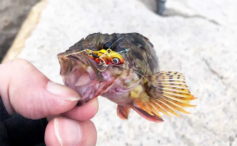 日中に楽しむ「雑魚（ザコ）ゲーム」のススメ シンプルに引きを楽しもう