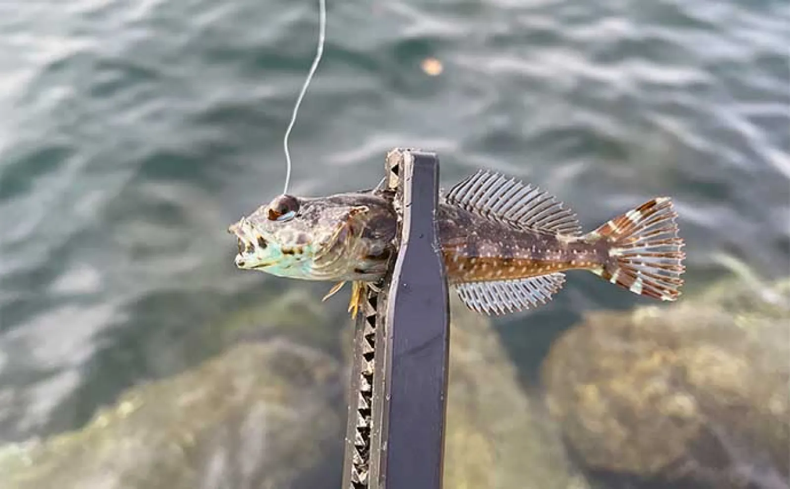 日中に楽しむ「雑魚(ザコ)ゲーム」のススメ シンプルに引きを楽しもう