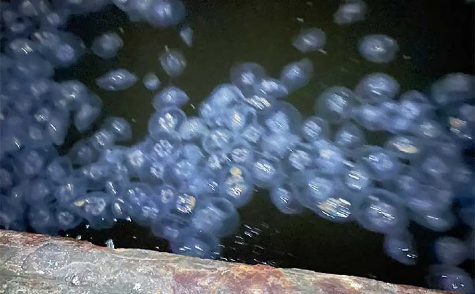 釣りを妨げる足元の厄介な生物たち【クラゲ・サルパ・藻】 対策は移動の一手?