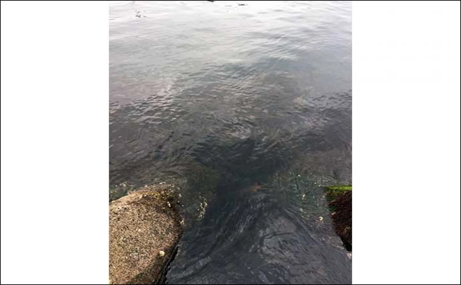 釣りを妨げる足元の厄介な生物たち【クラゲ・サルパ・藻】 対策は移動の一手?