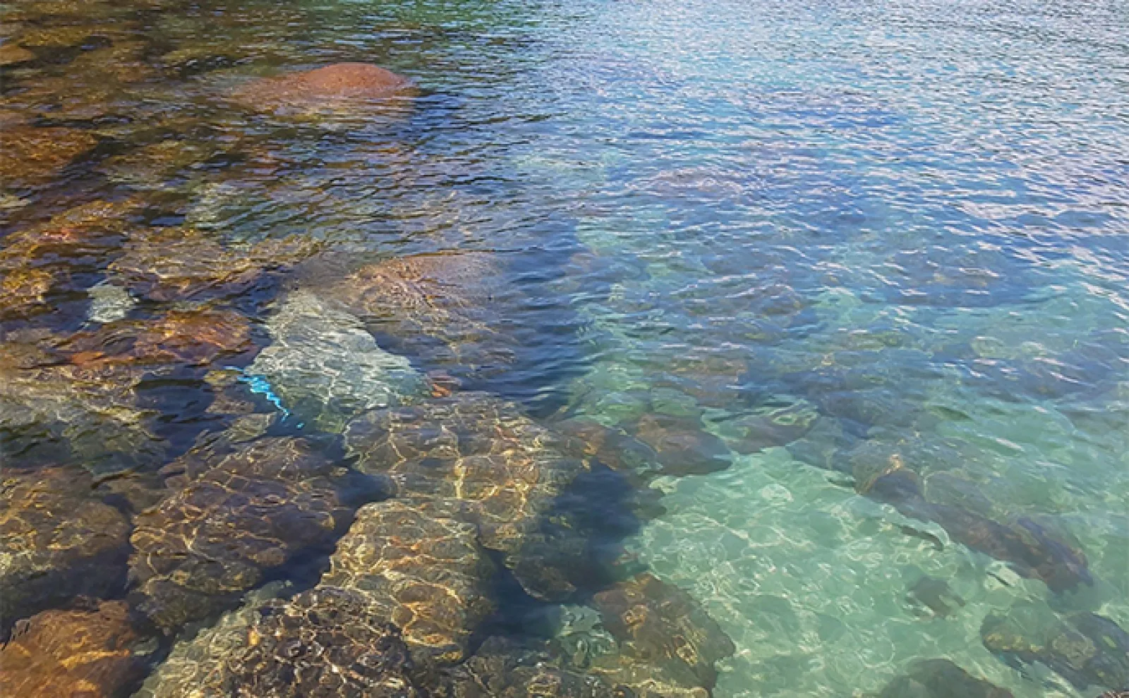 夏のアオリイカエギングの釣り方を解説【三重・熊野エリア】実績エギも紹介