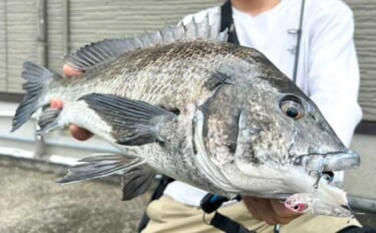 河川でのチニング釣行でチヌ連打【長崎】トップウォータープラグにヒット
