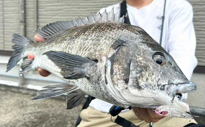 河川でのチニング釣行でチヌ連打【長崎】トップウォータープラグにヒット
