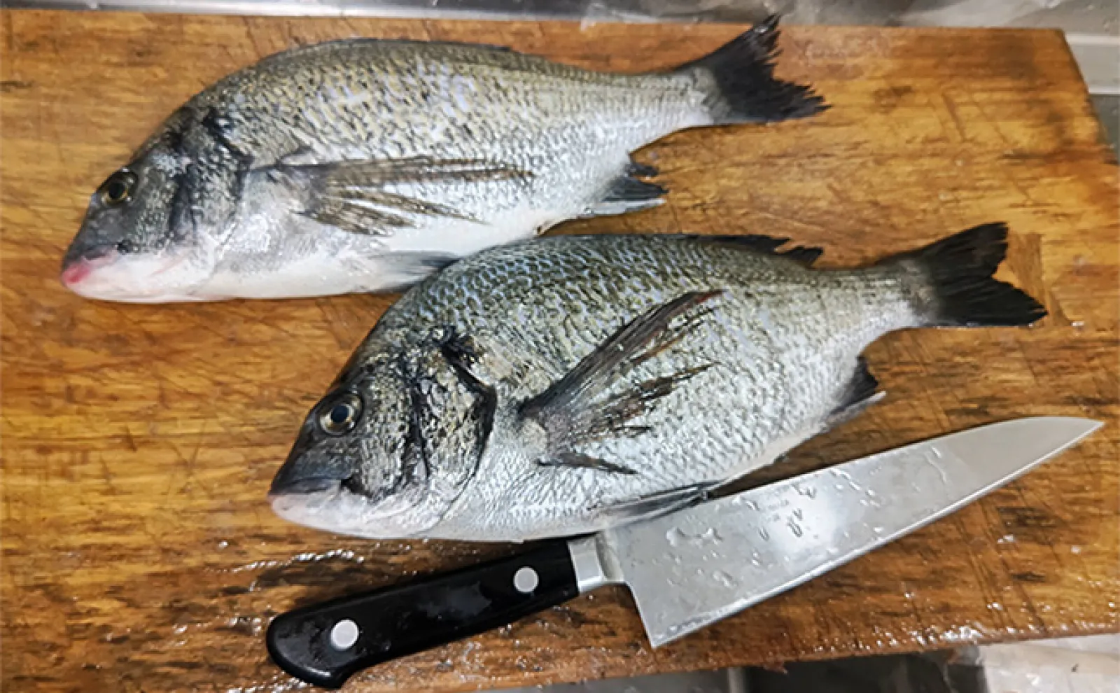 夏のクロダイを美味しく食べるコツは? 臭みを取るための4つの手順を紹介
