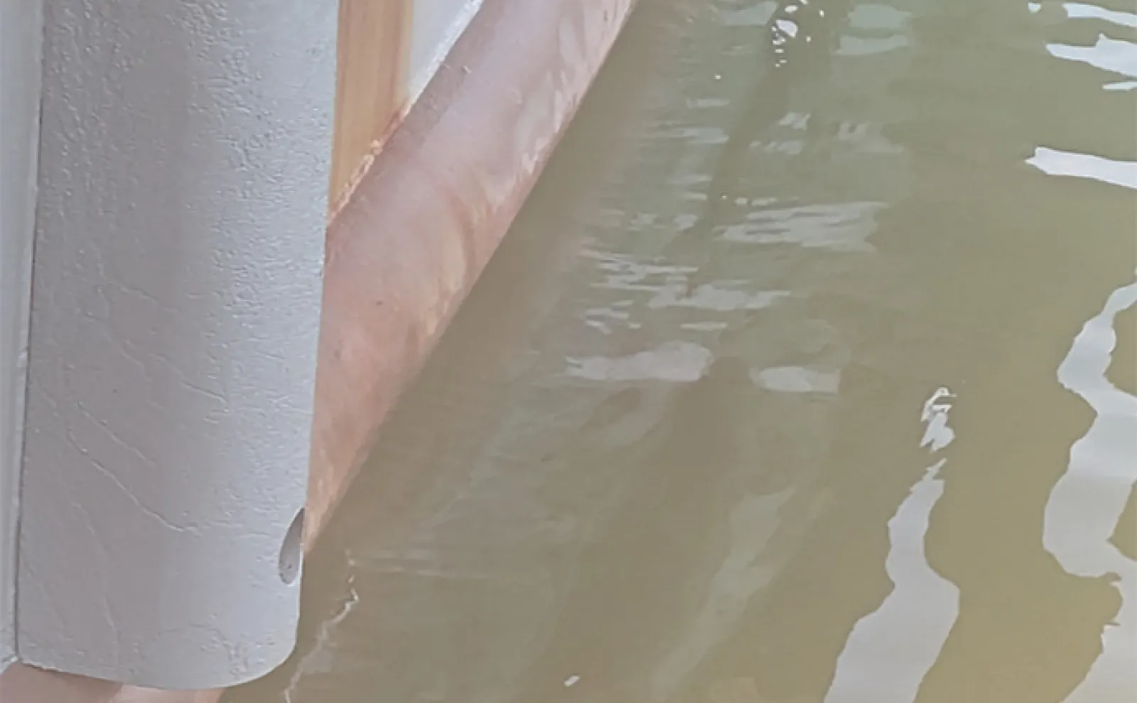 駿河湾でクラゲが大発生 釣りで引っかかってしまった時の対処法と注意点とは