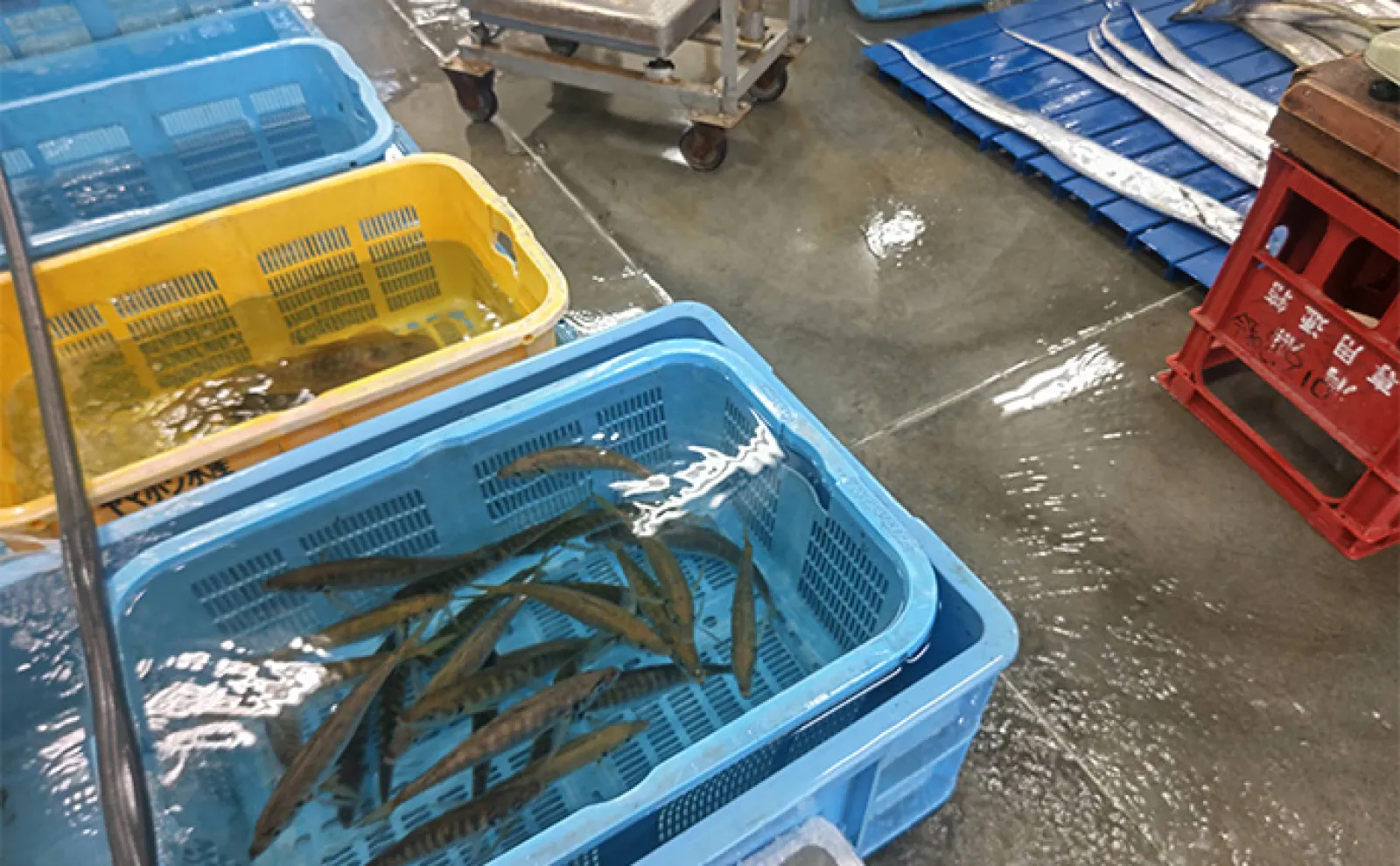 駿河湾でクラゲが大発生 釣りで引っかかってしまった時の対処法と注意点とは