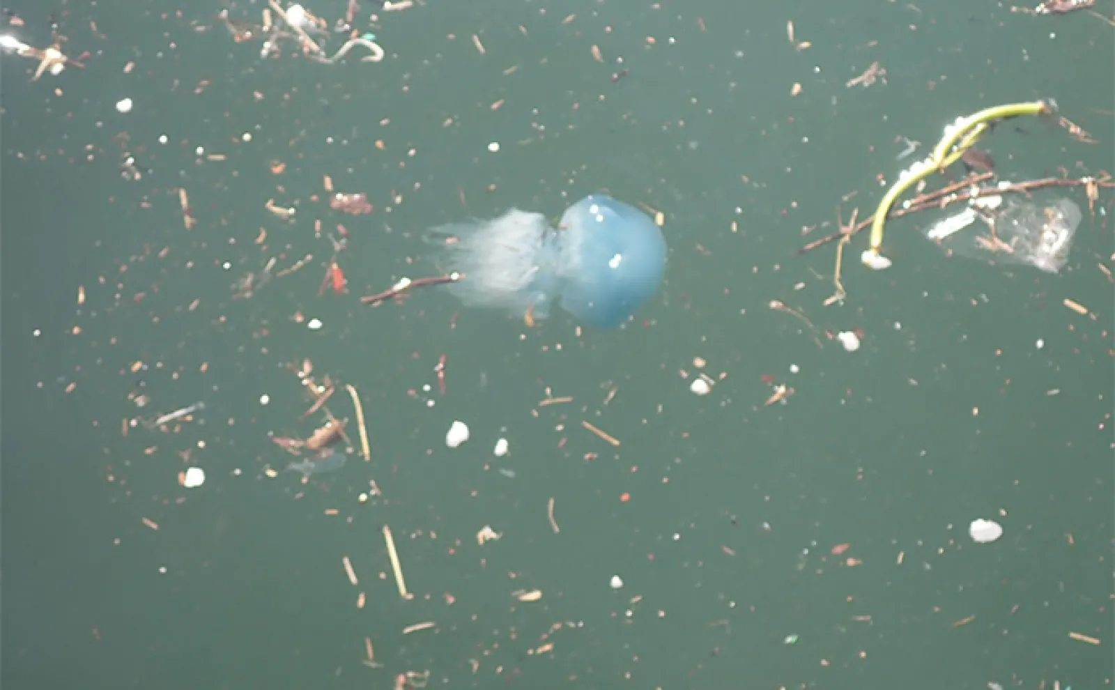 駿河湾でクラゲが大発生 釣りで引っかかってしまった時の対処法と注意点とは