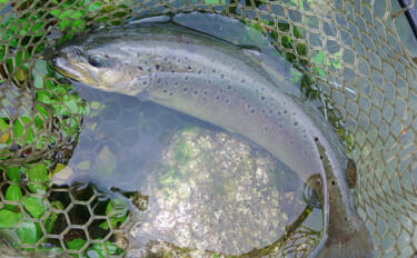 関西最大級の管理釣り場で50cm級のブラウン・サクラマス・ニジマスを