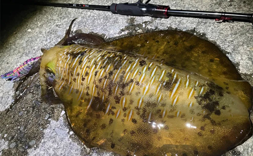 夏の陸っぱりエギング釣行で1500gの良型アオリイカ降臨【熊本・天草】
