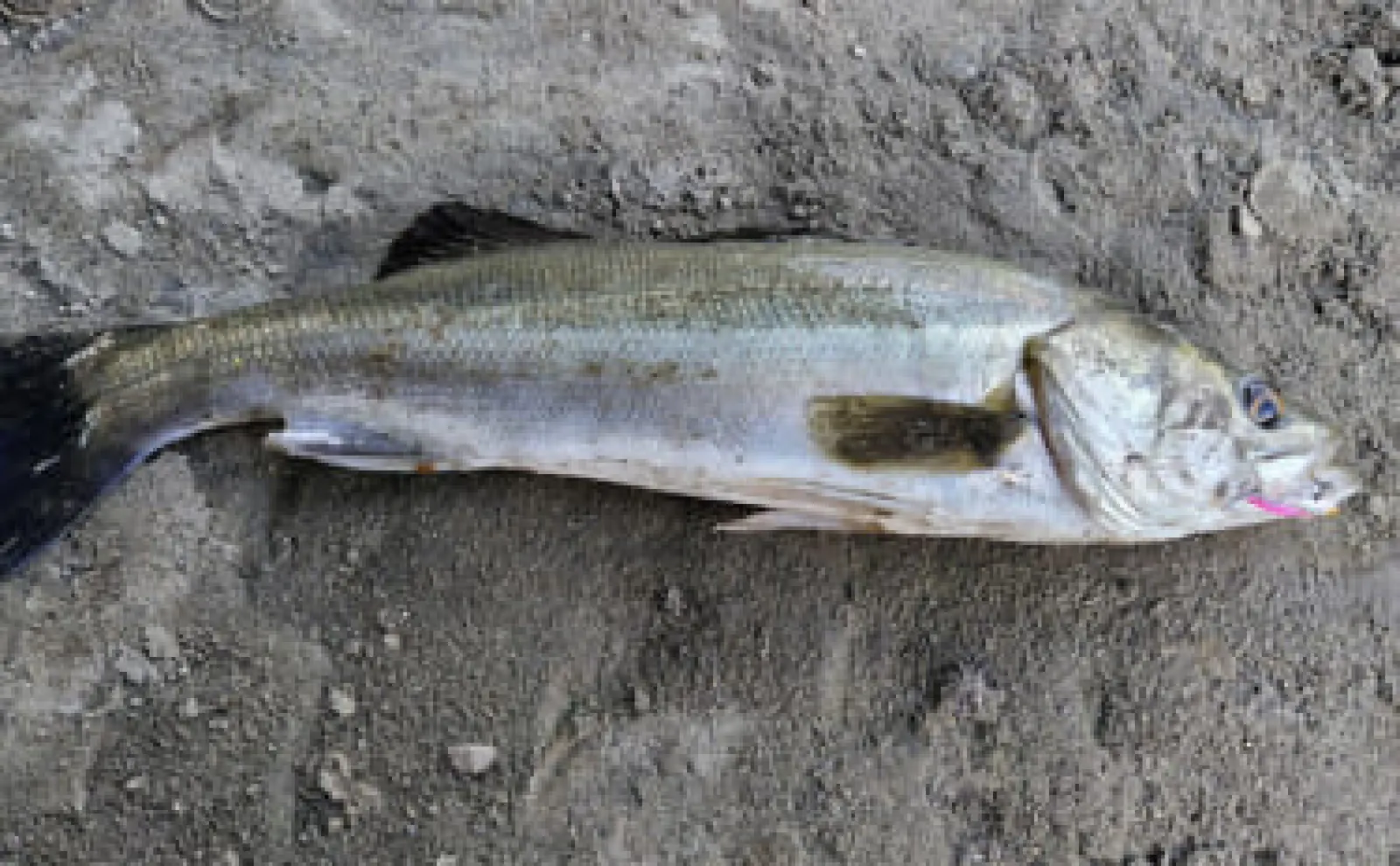 投げない釣り「テクトロ」は河川のシーバスにも有効　ポイントは歩くスピード