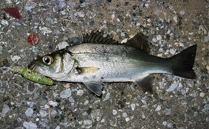 シーバスフィッシングで数釣りを楽しむ方法　ルアー「セイゴ」釣りのススメ