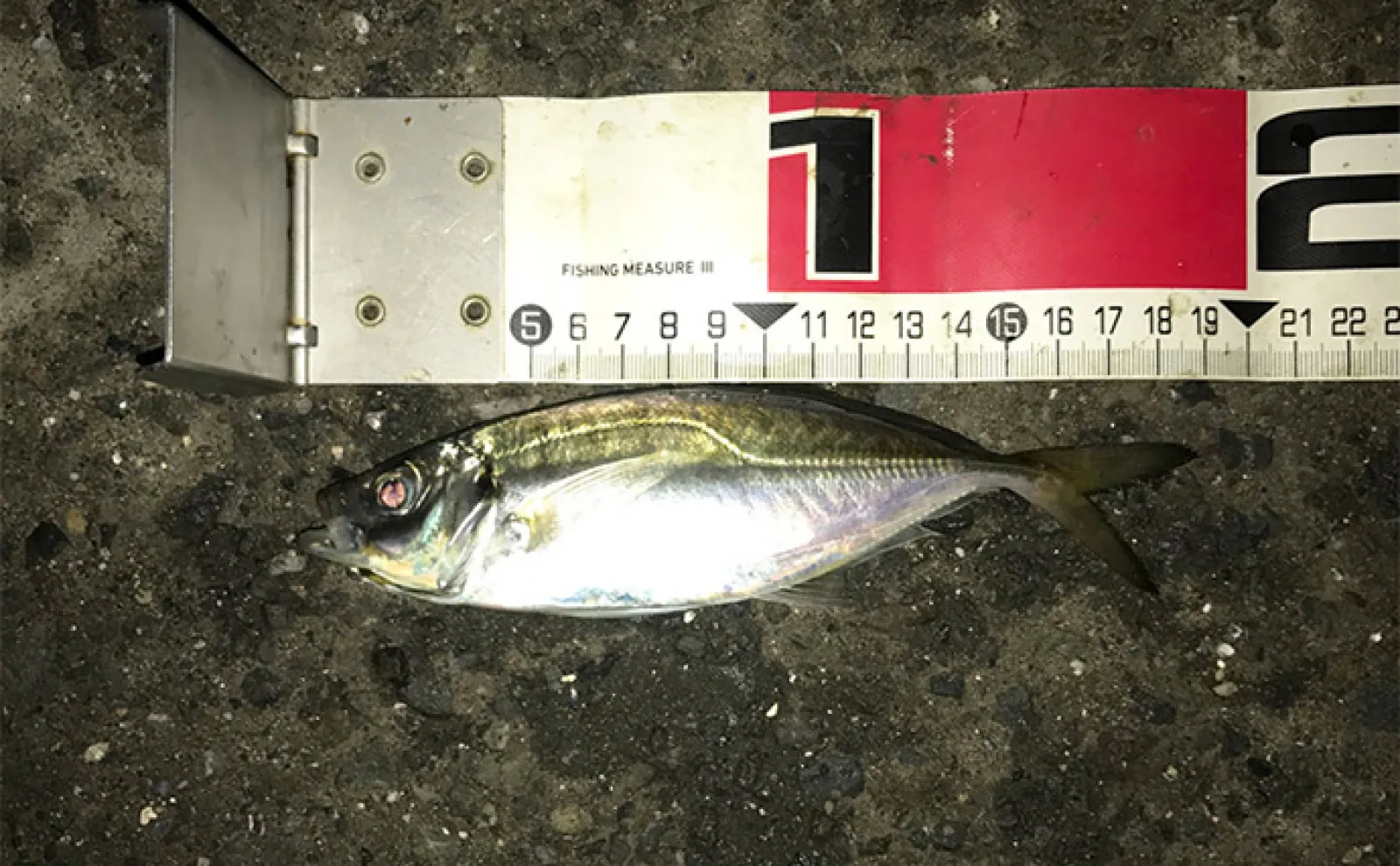 夜の電気ウキ釣りで狙えるターゲット6選 対象魚ごとの仕掛けも解説