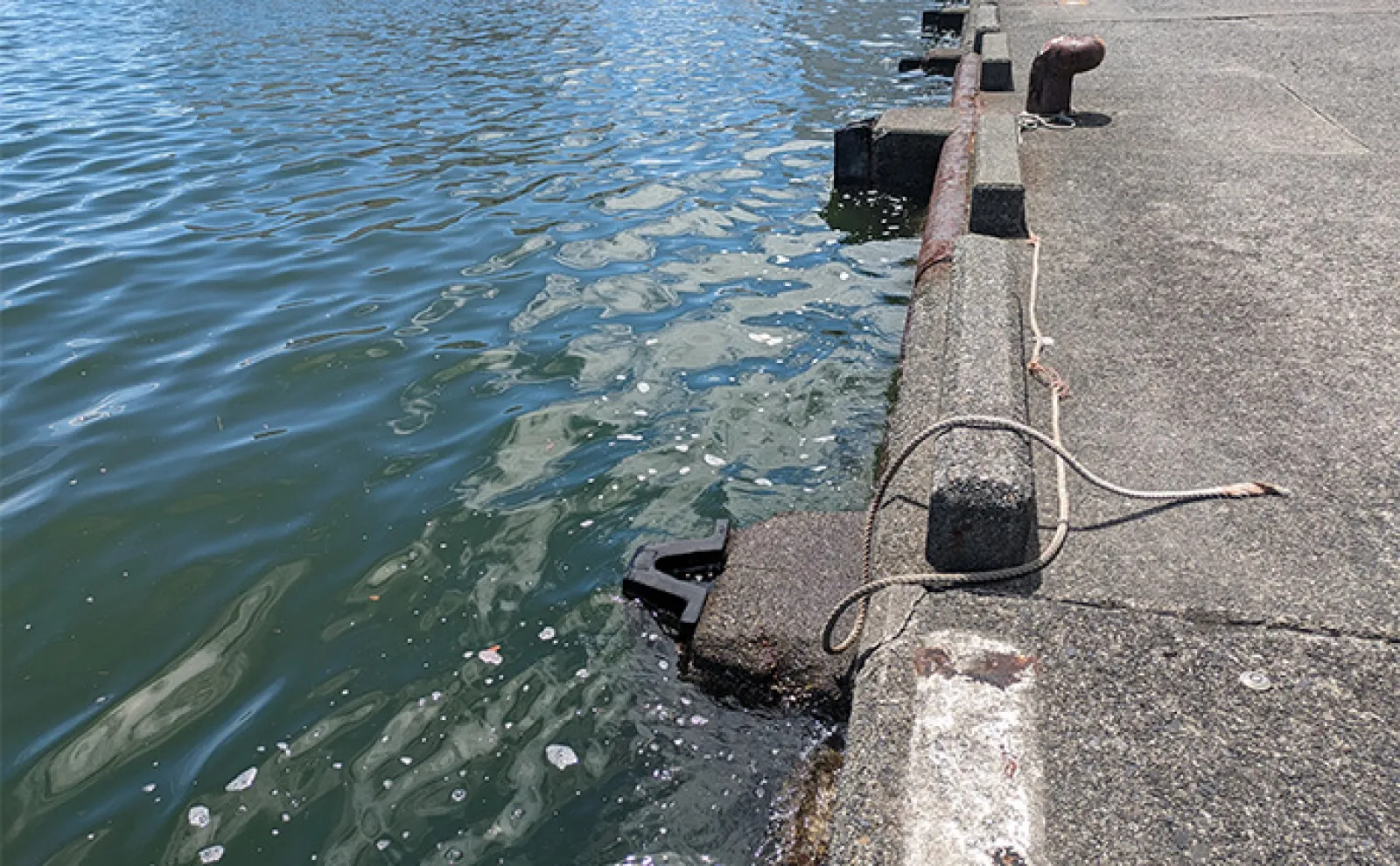 駿河湾でクラゲが大発生 釣りで引っかかってしまった時の対処法と注意点とは