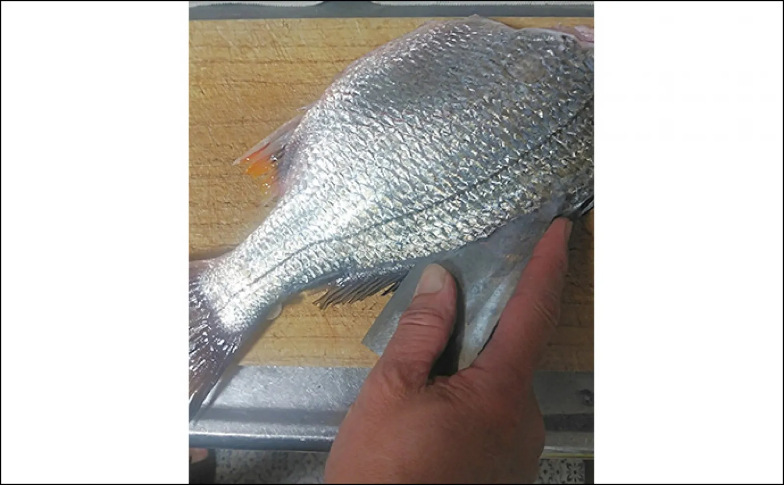 釣り人的「酒の肴」レシピ:キビレのただ干し 干してうま味を凝縮