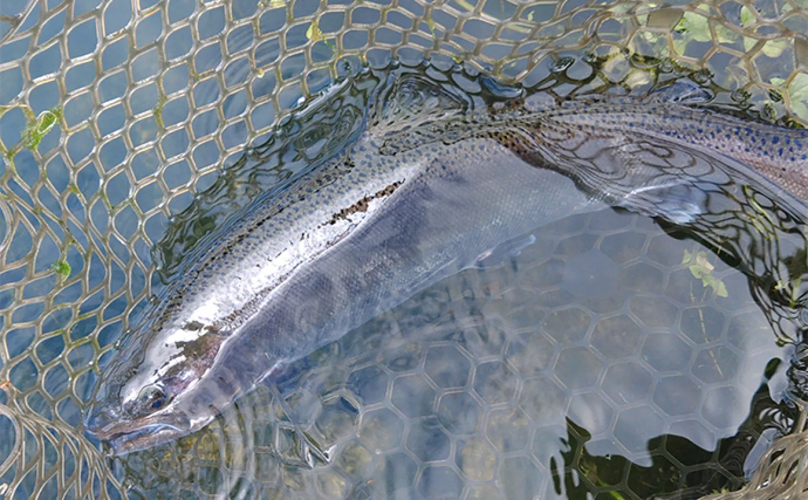関西最大級の管理釣り場で50cm級のブラウン・サクラマス・ニジマスを好捕