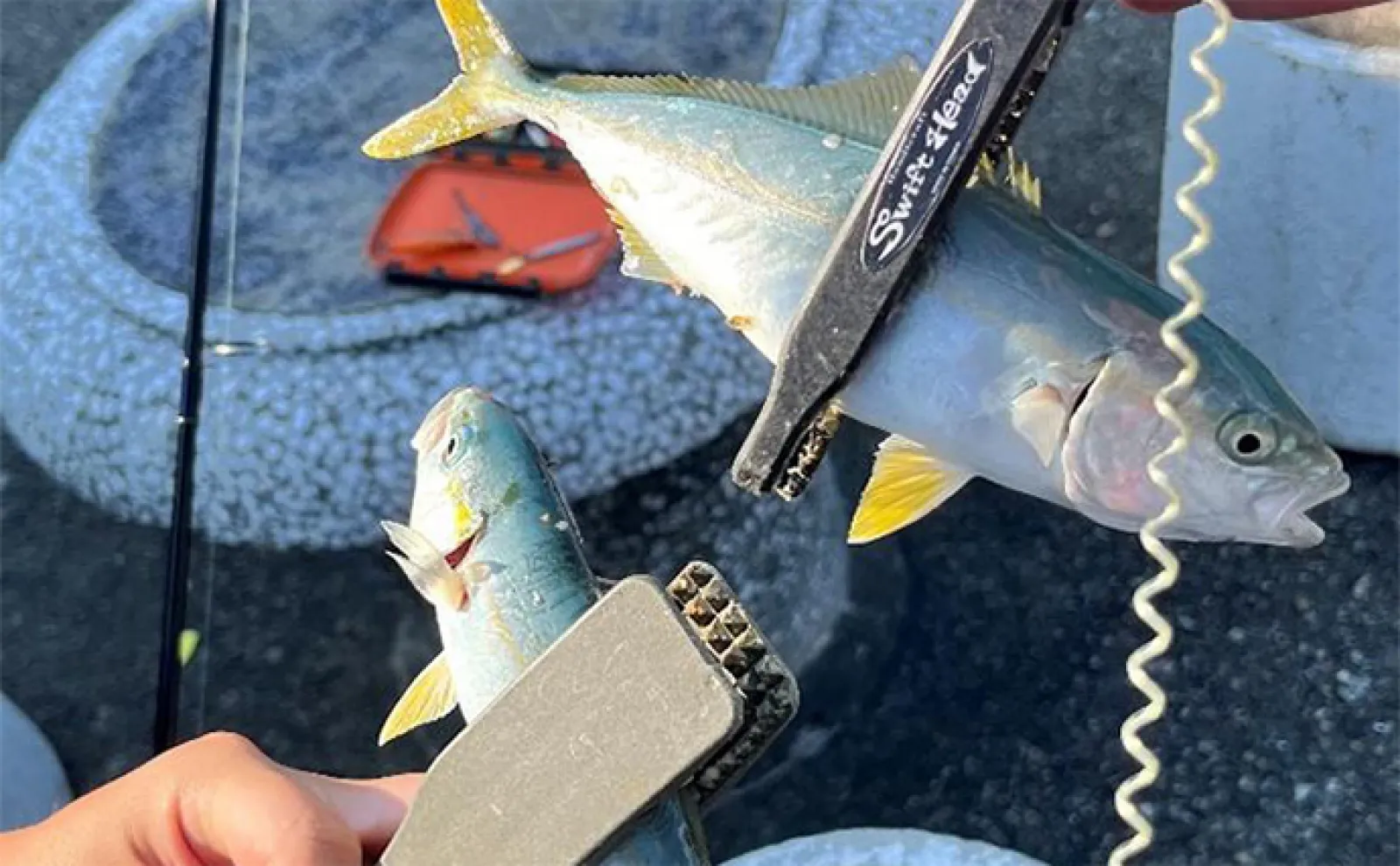 日本海ショアジギング釣行でツバスにシオ手中【兵庫】渓流用ミノーが活躍