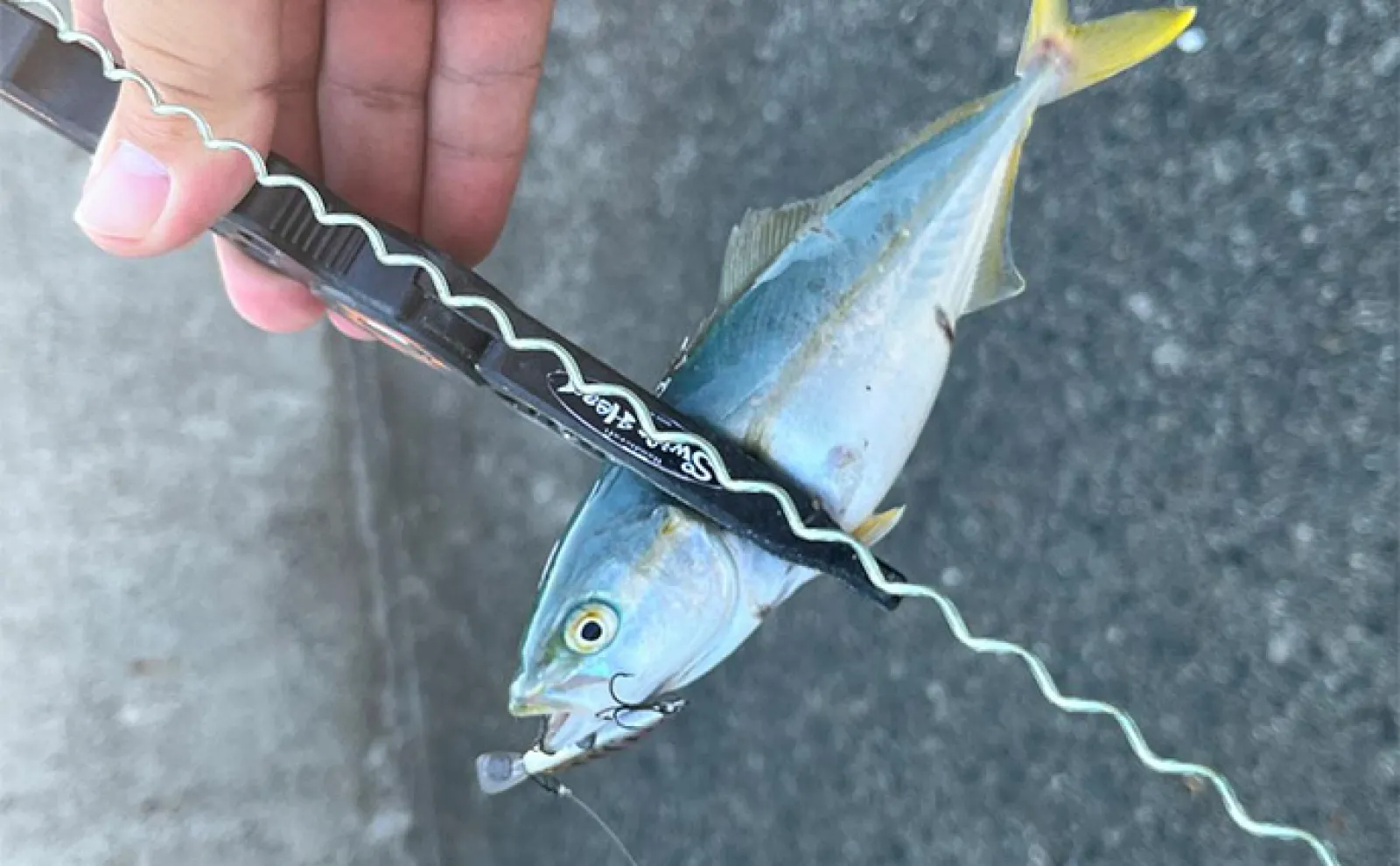 日本海ショアジギング釣行でツバスにシオ手中【兵庫】渓流用ミノーが活躍
