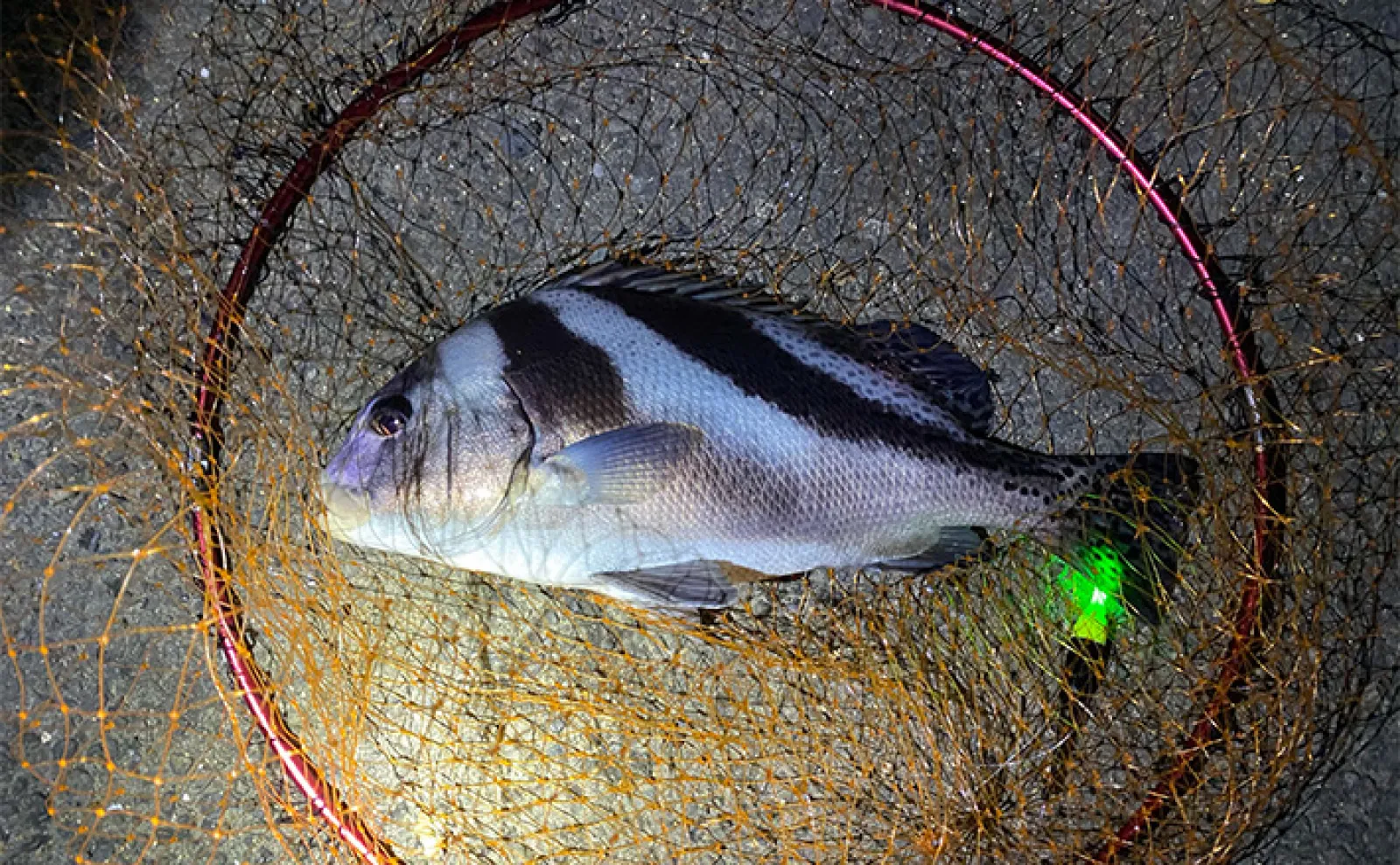 夜の電気ウキ釣りで狙えるターゲット6選 対象魚ごとの仕掛けも解説