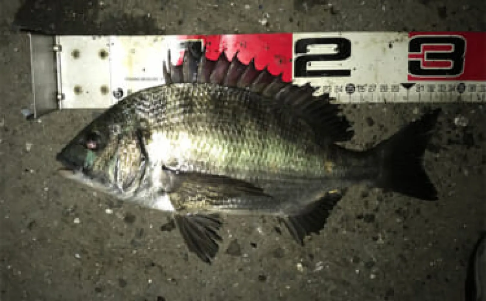 夜の電気ウキ釣りで狙えるターゲット6選　対象魚ごとの仕掛けも解説