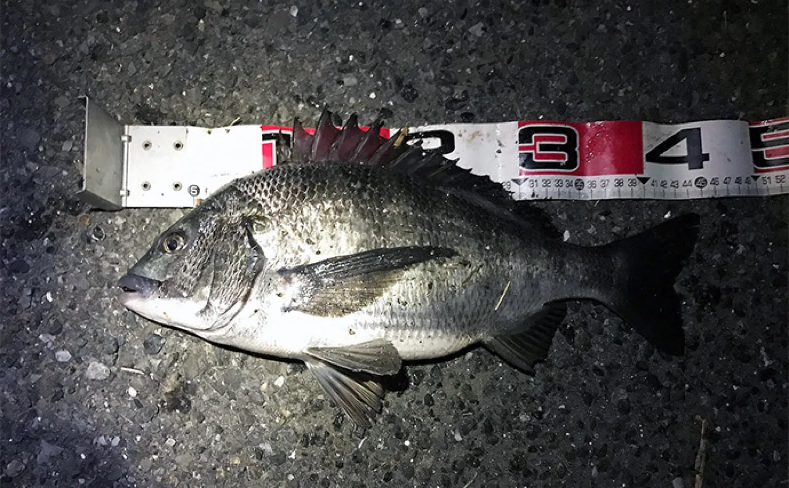 夜の電気ウキ釣りで狙えるターゲット6選 対象魚ごとの仕掛けも解説