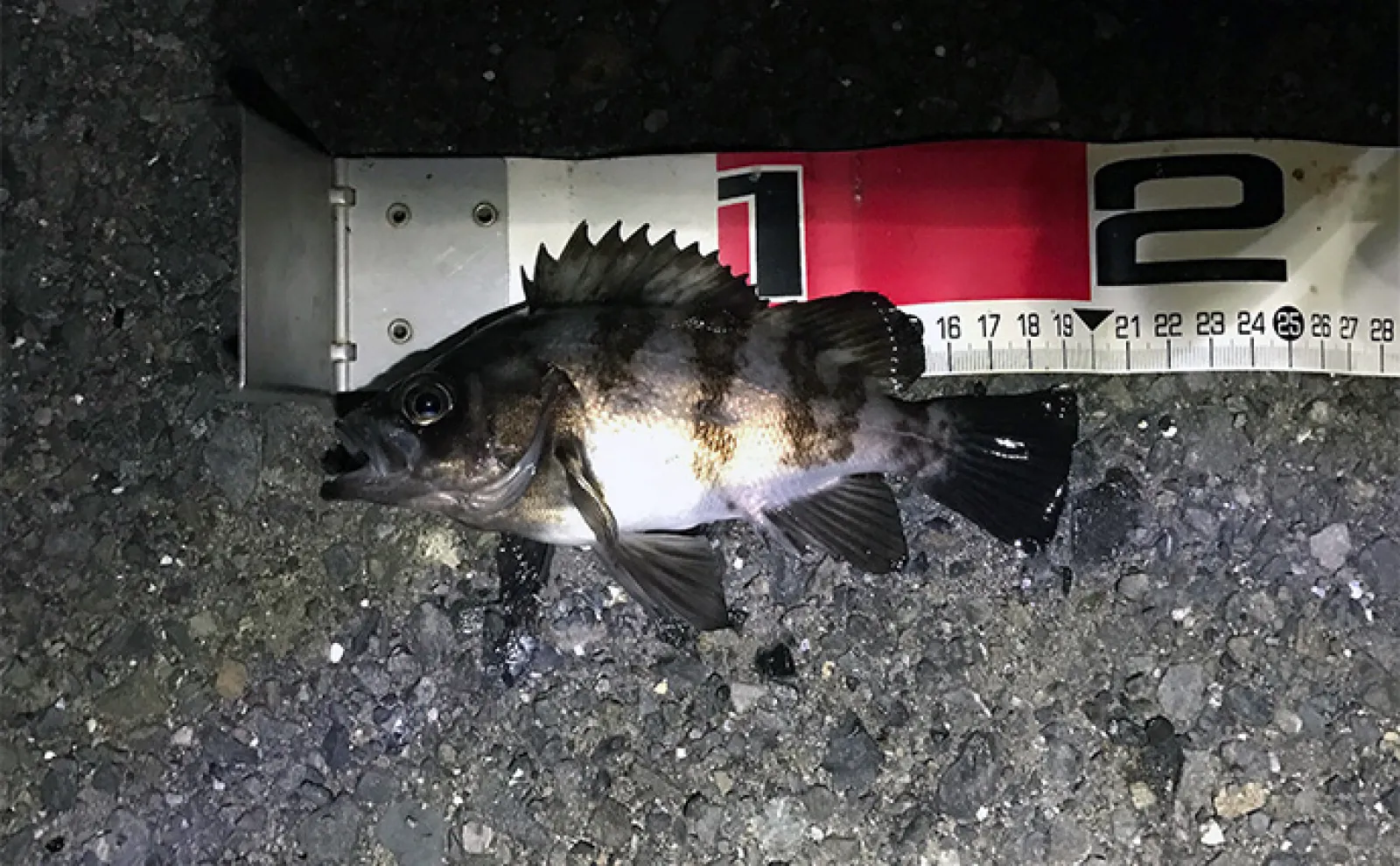 夜の電気ウキ釣りで狙えるターゲット6選 対象魚ごとの仕掛けも解説