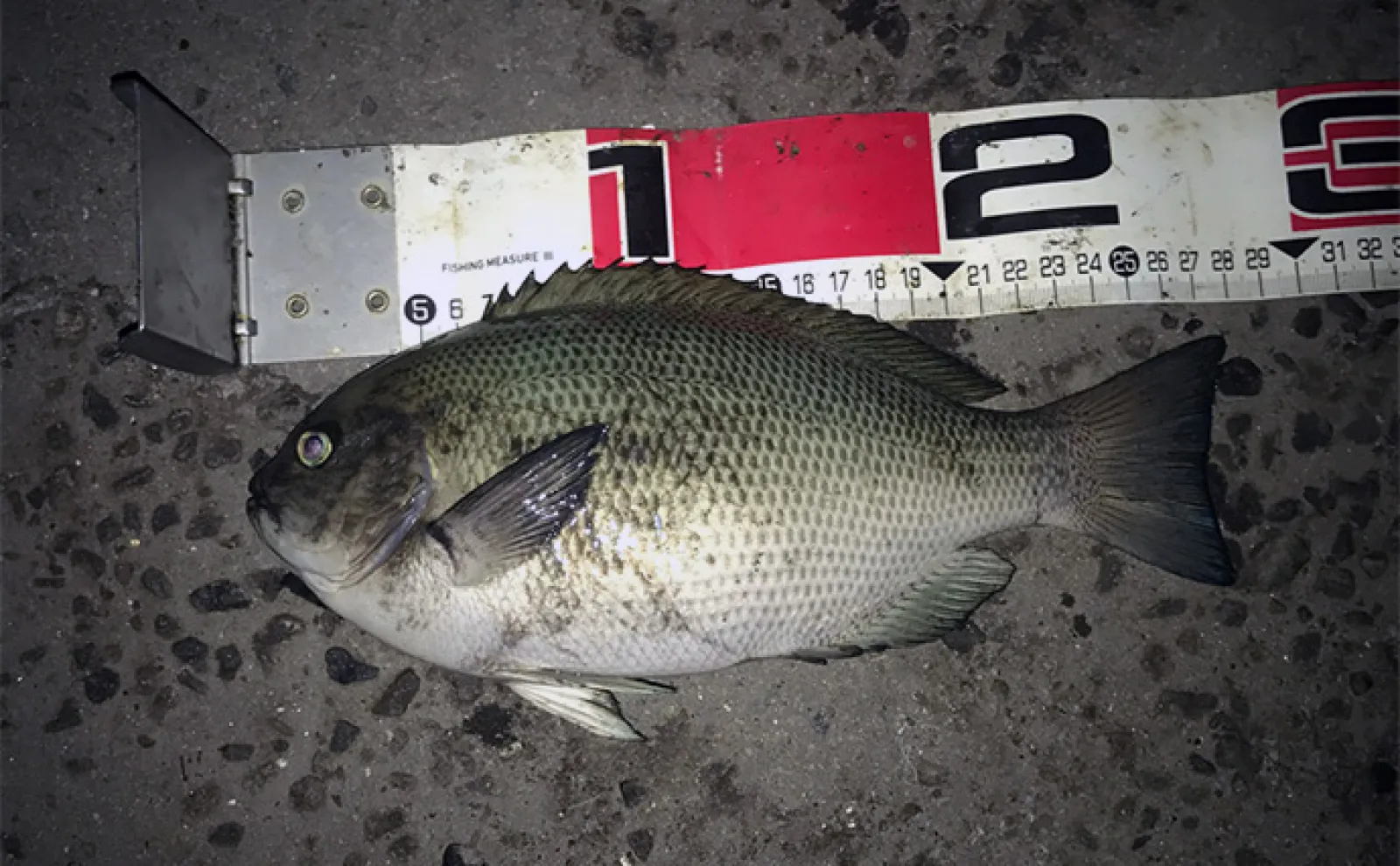夜の電気ウキ釣りで狙えるターゲット6選 対象魚ごとの仕掛けも解説