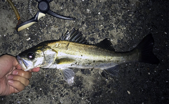 夜の電気ウキ釣りで狙えるターゲット6選 対象魚ごとの仕掛けも解説