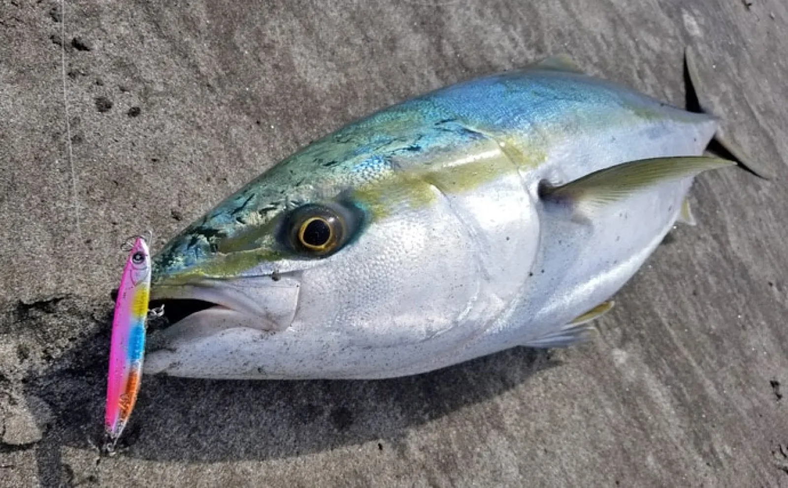 ショアジギングとは？ 始め方から道具・釣り方まで初心者に分かり