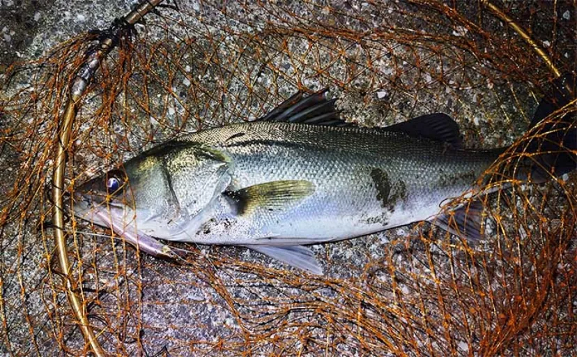 河川のルアーシーバス釣りは【水の流れが超重要】 流れない時の釣り方とは？