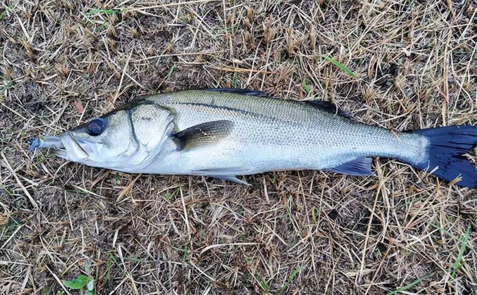 河川のルアーシーバス釣りは【水の流れが超重要】 流れない時の釣り方とは?