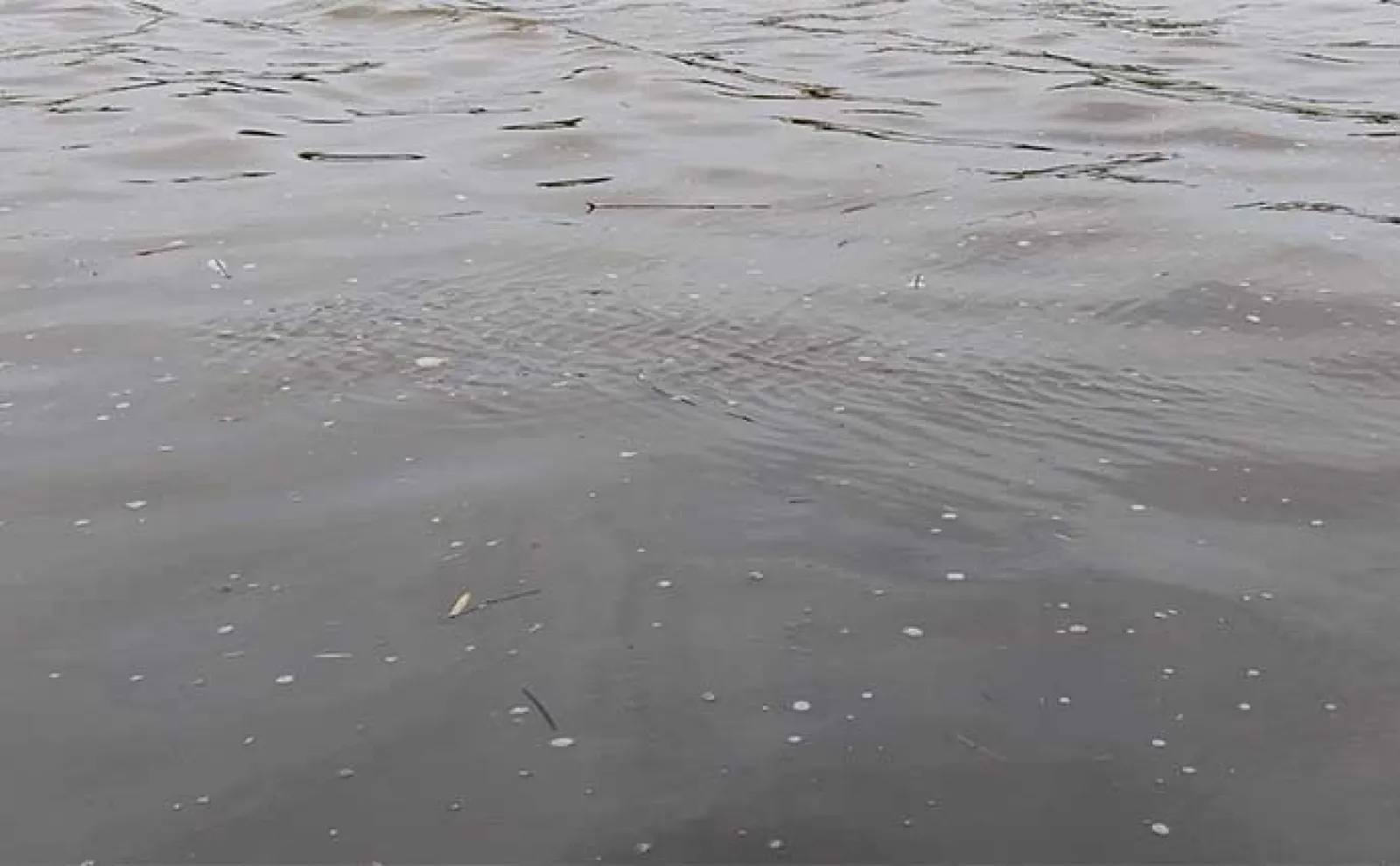 河川のルアーシーバス釣りは【水の流れが超重要】 流れない時の釣り方とは?