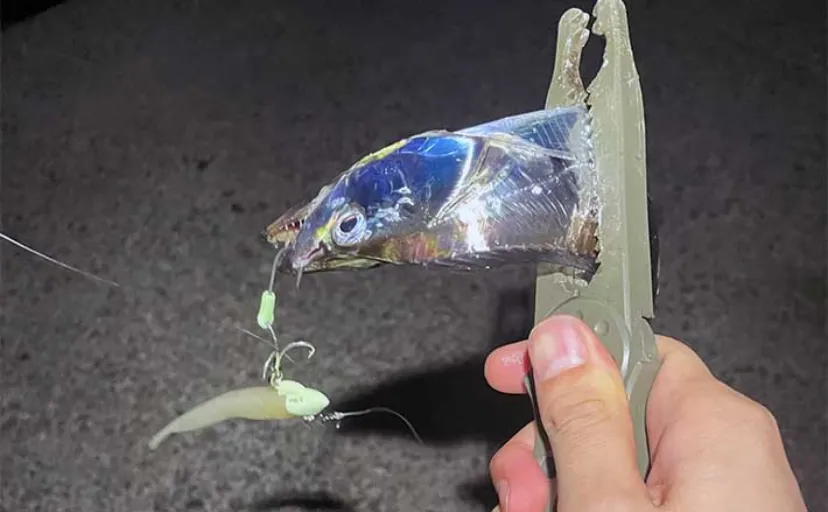 真夏の大阪湾では何が釣れる？　魚種ごとの釣況と9月以降の予想を解説
