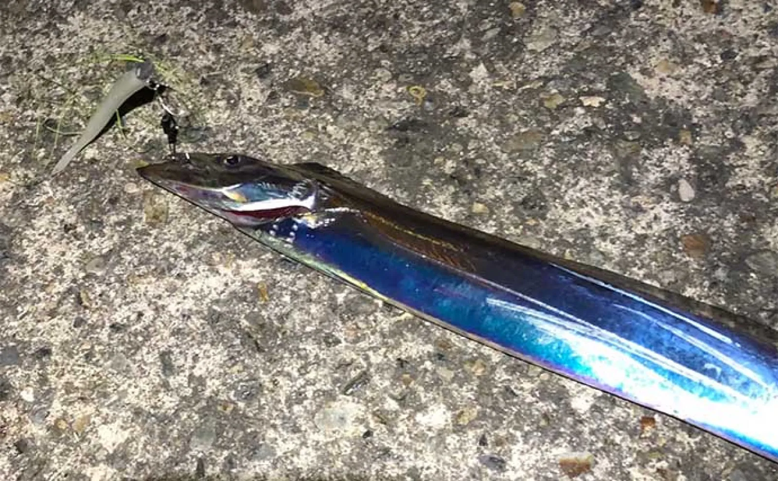 真夏の大阪湾では何が釣れる? 魚種ごとの釣況と9月以降の予想を解説