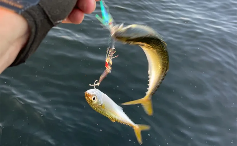 魚釣りのハリ（針）の装飾「ティンセル」「ハゲ皮」を解説　釣果アップに直結
