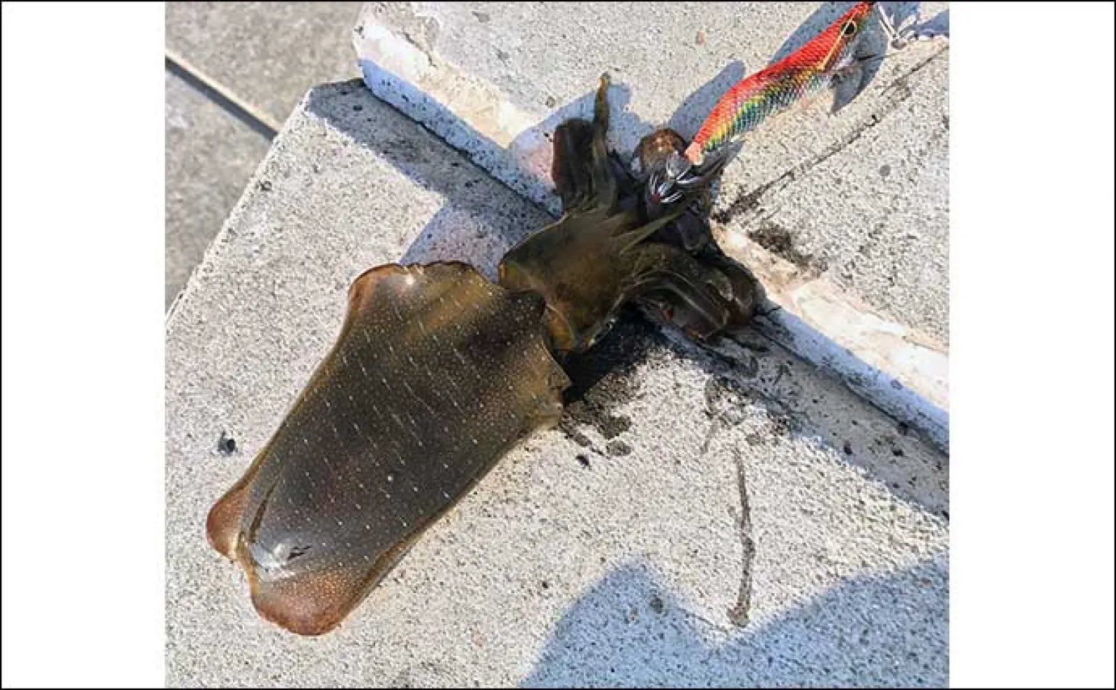大阪湾「泉南」エリアの釣り場紹介 【地形の特徴と釣れる魚種を解説】