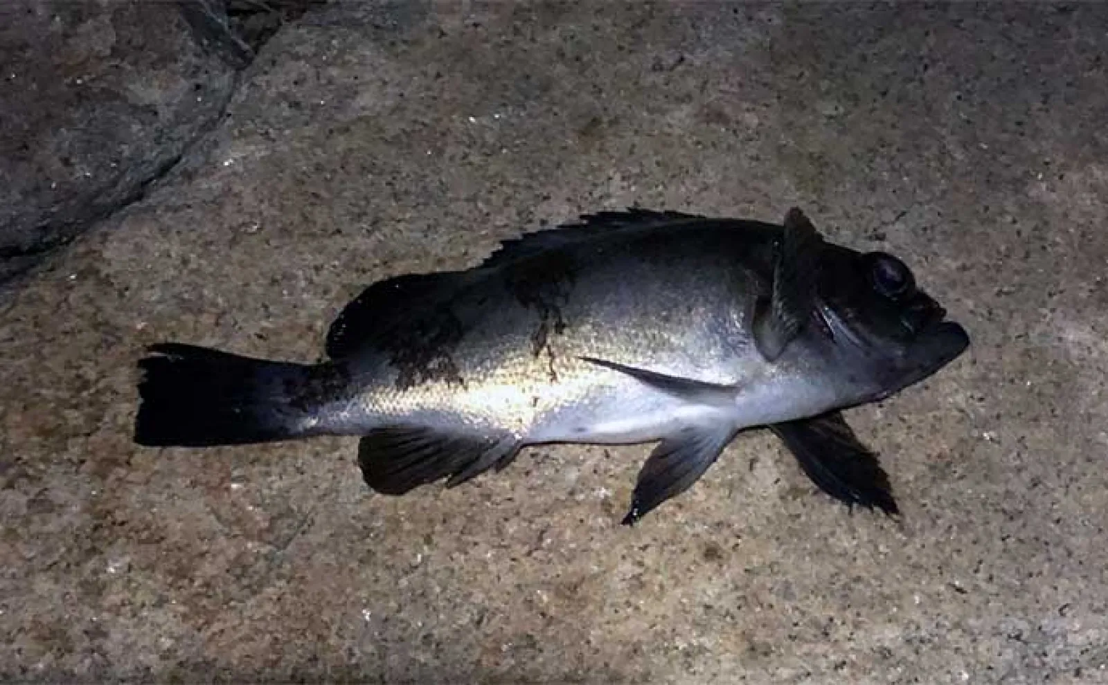 大阪湾「泉南」エリアの釣り場紹介 【地形の特徴と釣れる魚種を解説】