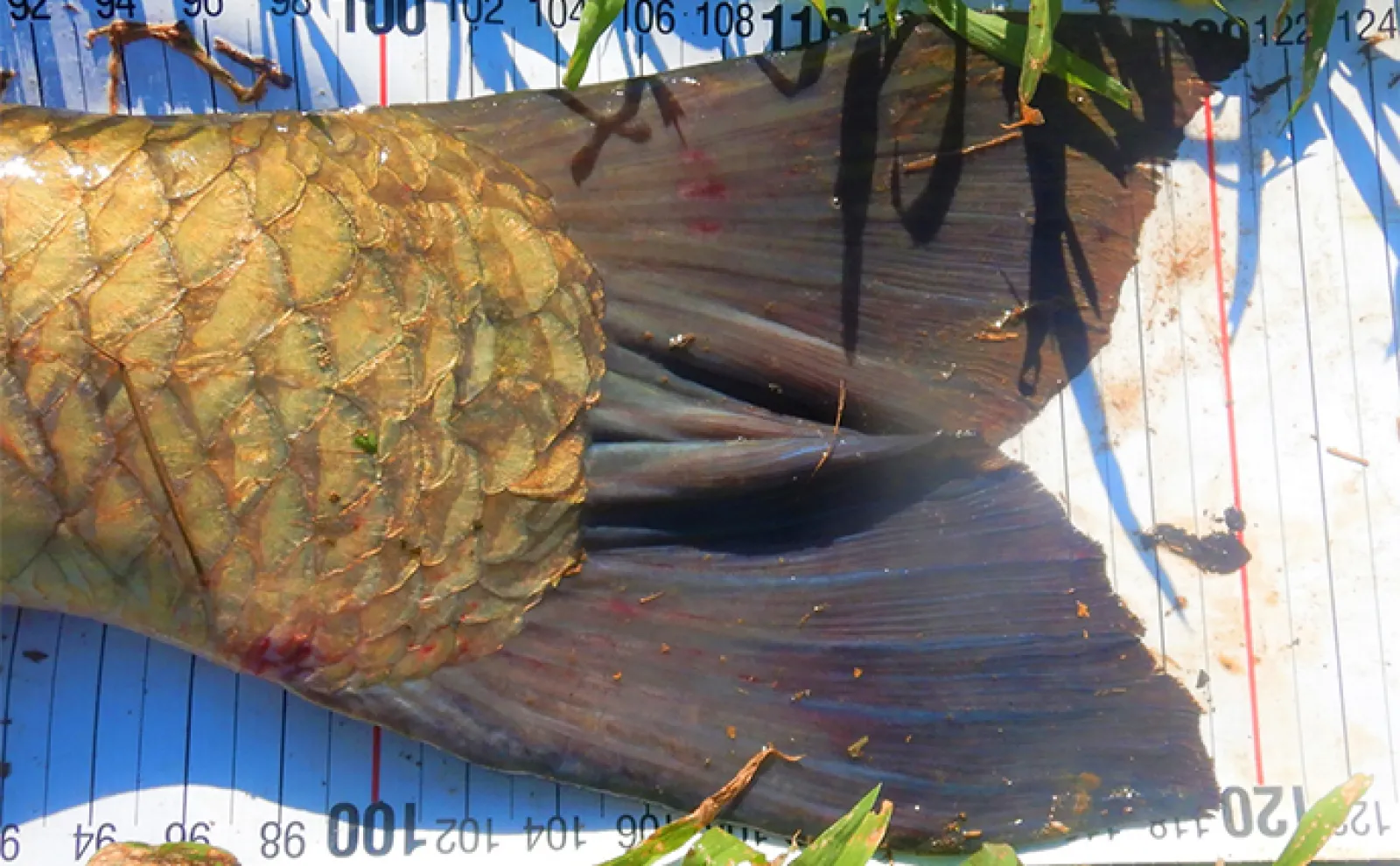 パンエサでのウキ釣りで121cmソウギョと50分超えの激闘【埼玉・元荒川】
