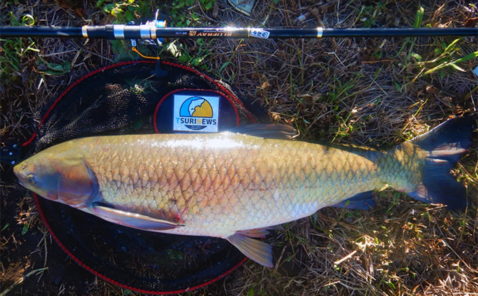 パンエサでのウキ釣りで121cmソウギョと50分超えの激闘【埼玉・元荒川】
