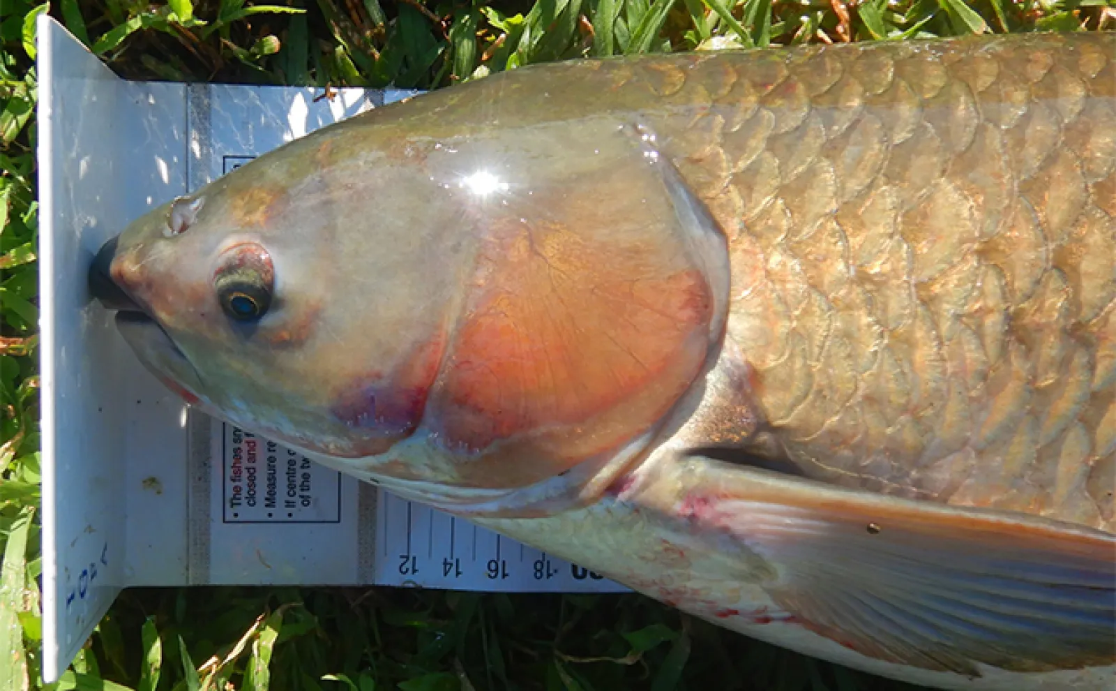 パンエサでのウキ釣りで121cmソウギョと50分超えの激闘【埼玉・元荒川】
