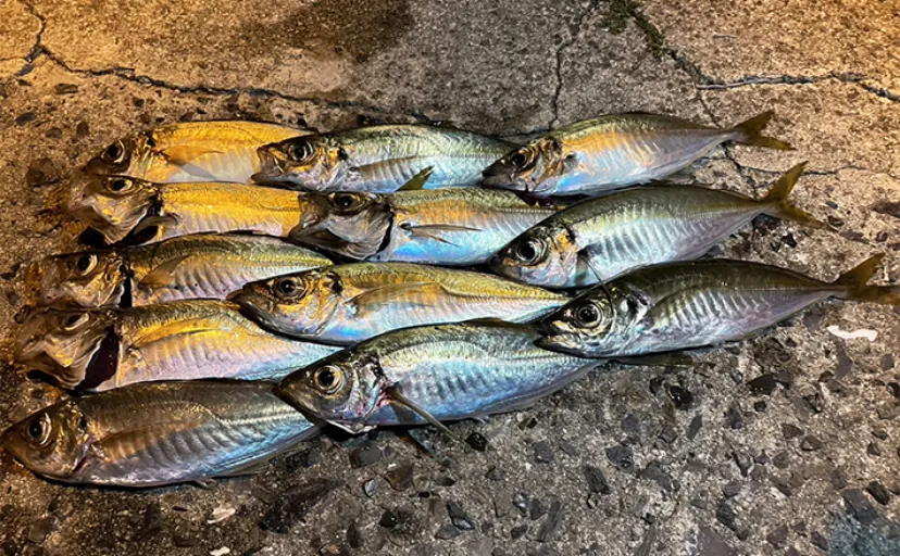 周防大島でのアジング＆メバリング釣行で20cm超え両本命をキャッチ【山口】